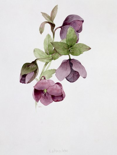Helleborus atrorubens od Sarah Creswell